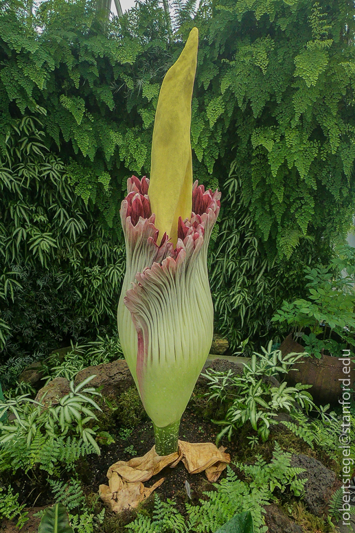 titan arum